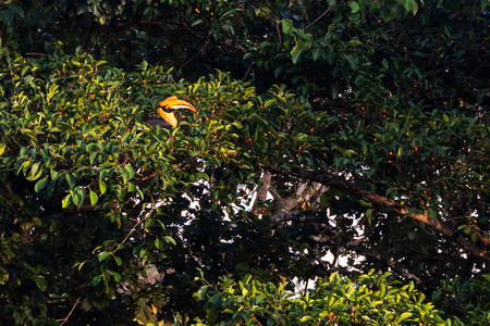 北海国家公园的角鸟