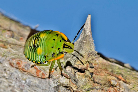 一只年轻的绿色臭虫若虫在一棵带刺的树枝上，在阳光明媚的春天有蓝天背景。 这一个是显示五颜六色的模式，而年轻，但将失去他们一旦它长