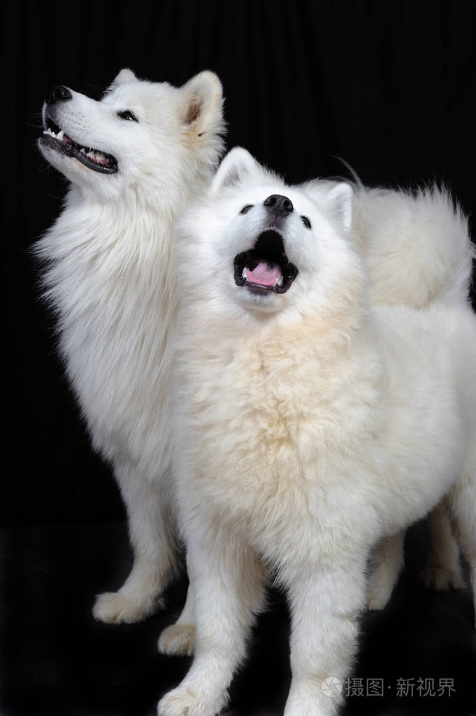 thesamoyedisabreedoflargeherdingdogfromthespitzgro
