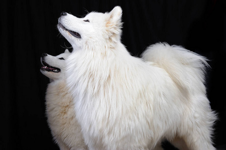  the Samoyed is a breed of large herding dog, from the spitz gro