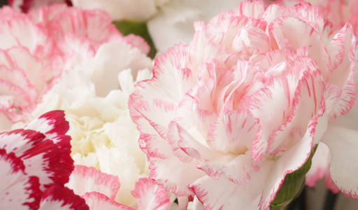 粉红色和白色康乃馨花束