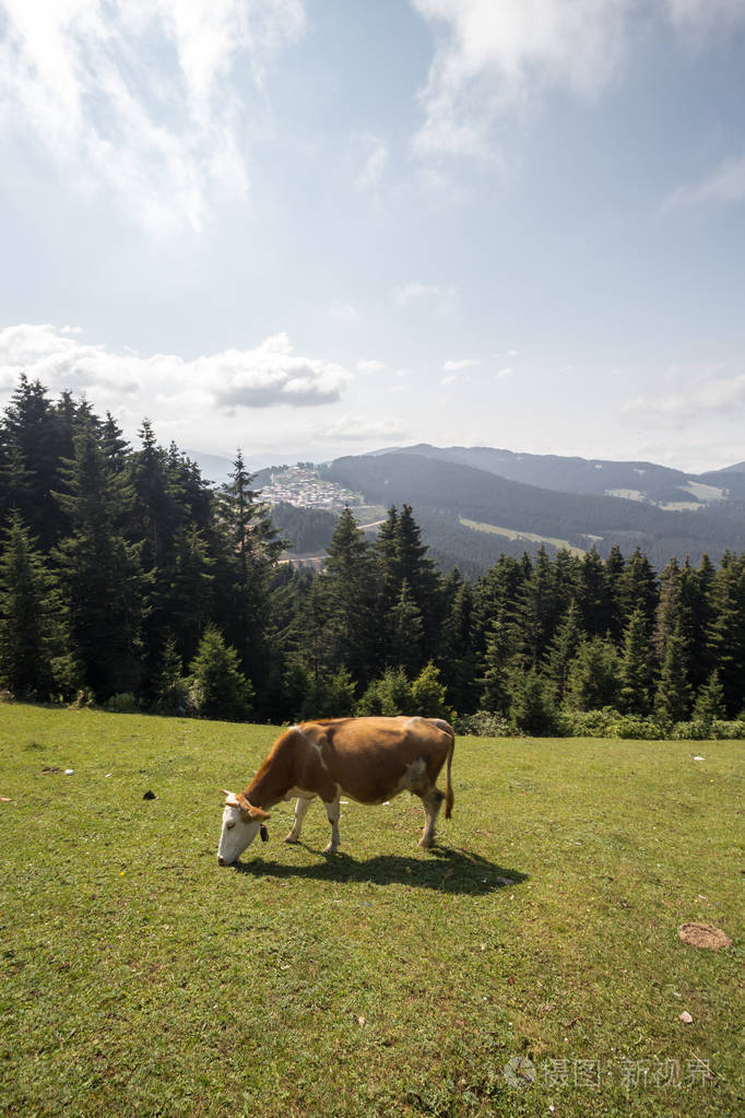 棕色的牛走在山上,吃一些草. 这是阳光明媚的夏日. 周围有很多绿树.