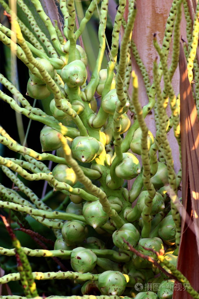 棕榈树上的年轻椰子椰子花在植物新鲜的早午餐上