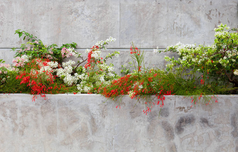 水泥墙背景上美丽的花朵
