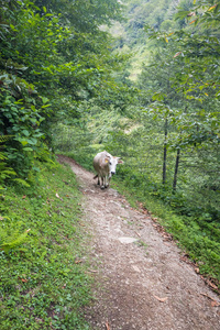 白色的牛走在山上。周围有很多绿树。