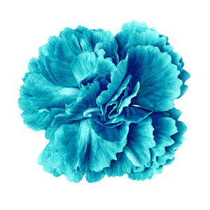 青色花朵头像图片