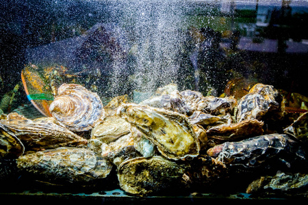 活牡蛎在水族馆，坦克在传统海鲜餐厅出售，贝壳。