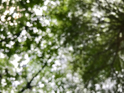 模糊的乔木林背景，大自然抽象的绿色背景植物，夏树清新纹理背景