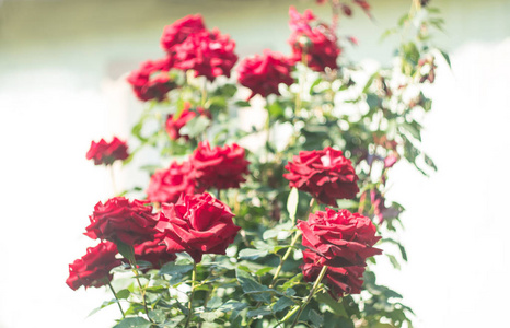 在阳光明媚的午后，白色背景下的明亮的红玫瑰图案带有一种波克效应