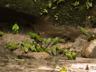 每天都有大量的鹦鹉沃霍尔纳波河亚苏尼国家公园厄瓜多尔的攻击