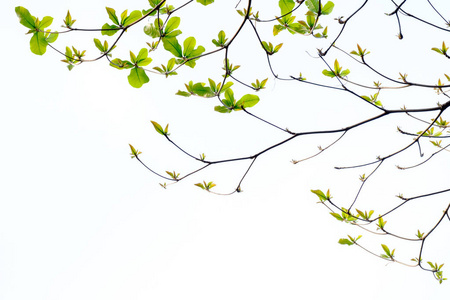 相互交差的树白色空间上树叶和树枝相互交错的背景照片