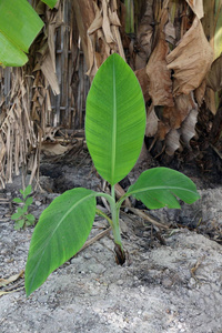 香蕉苗发芽种植园花园小香蕉树农场