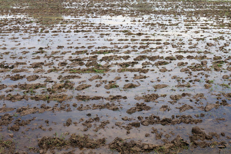 水稻用湿泥土栽培湿地块农业准备耕作水稻种植表面粘土污泥泥泥