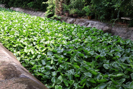 水葫芦许多水葫芦运河河村