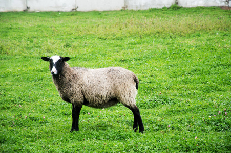 英国英格兰南部苏塞克斯农村的南坡山上放羊，放羊