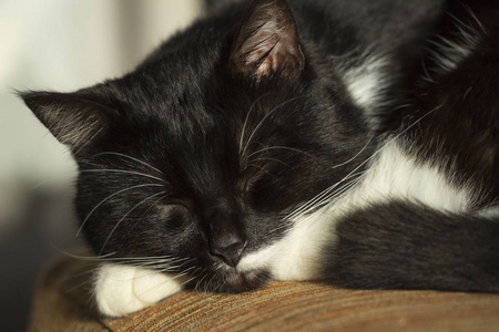 美丽的黑猫平静地睡在沙发上