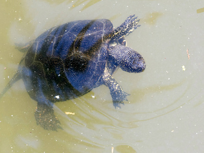 欧洲池龟在保加利亚南部加热