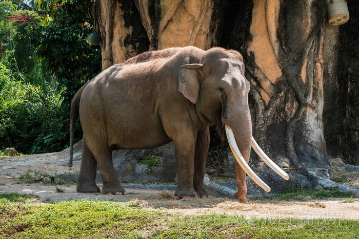 成年亚洲大象在干草上放牧