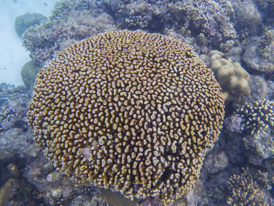 珊瑚礁的细节. 热带海洋生物. 异国情调的水族馆背景.