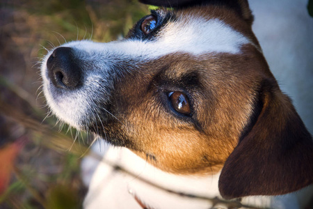 杰克拉塞尔猎犬在秋天的森林里。