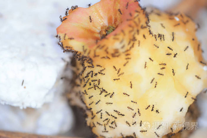 在户外吃烂苹果的黑蚂蚁