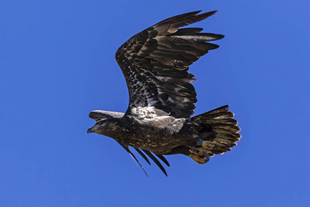 加利福尼亚山大熊湖上的鸟少年秃鹰