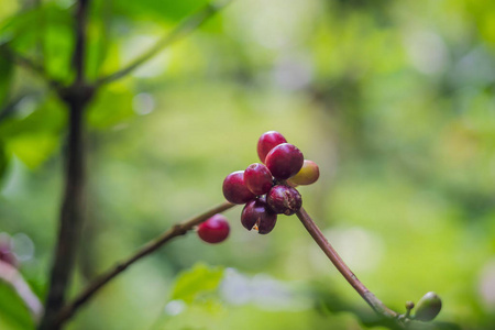 成熟的红色野生咖啡豆