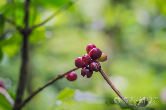 成熟的红色野生咖啡豆