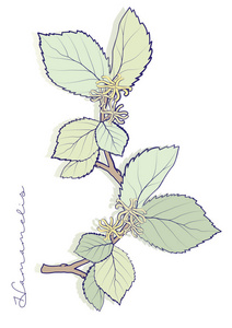 水彩画手绘插图分离白色背景开花缕 (金缕梅),干叶, 奶油和埃森金破