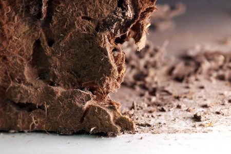白蚁巢巢背景白蚁被白蚁或白蚁吃掉而损坏的木头选择性聚焦