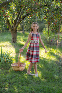 苹果园里的漂亮女孩。 一个孩子从树上撕下苹果。 摘苹果。 一个女孩手里拿着一篮子苹果