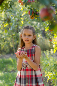 苹果园里的漂亮女孩。 一个孩子从树上撕下苹果。 摘苹果。 女孩手里的苹果