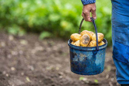 农夫在田里拿着蓝桶和新鲜的有机土豆。