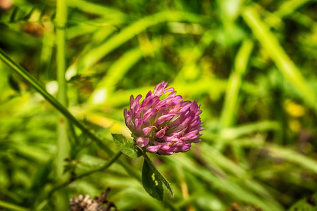 微距照片三叶草花特写