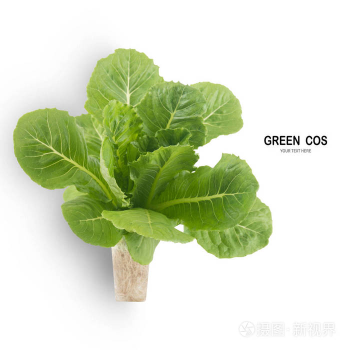 创意布局制作的生菜绿cos叶沙拉隔离在白色背景与剪裁路径