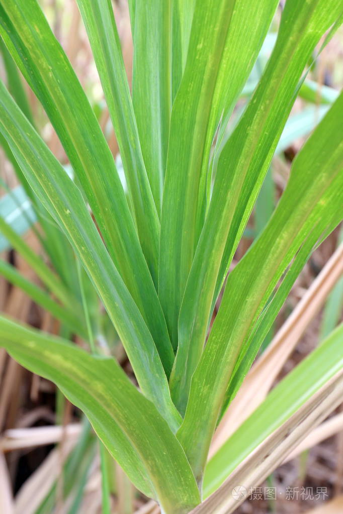 甘蔗叶鲜绿近甘蔗农业