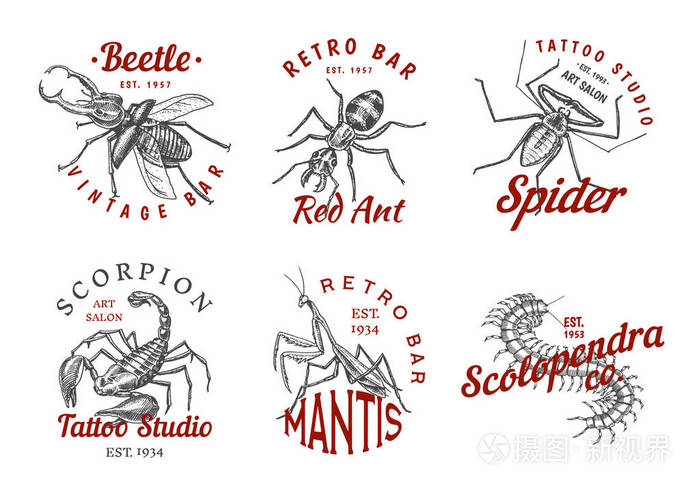 一套昆虫标志.酒吧或纹身工作室的老式宠物标签.
