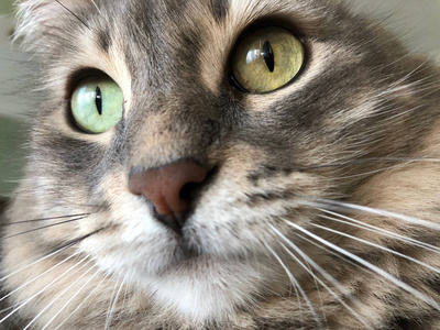 猫脸特写图片