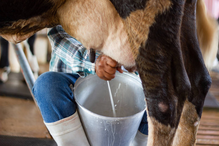 运动男子用手挤奶一头牛,奶牛站在泰国的奶牛场里.照片