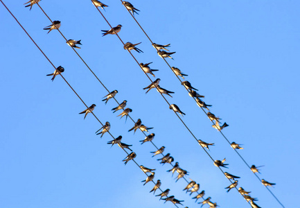 蓝天线上燕子的低视角,照片
