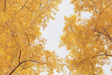 秋日公园背景下秋黄树自然景观