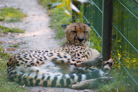 猎豹躺在动物园里休息