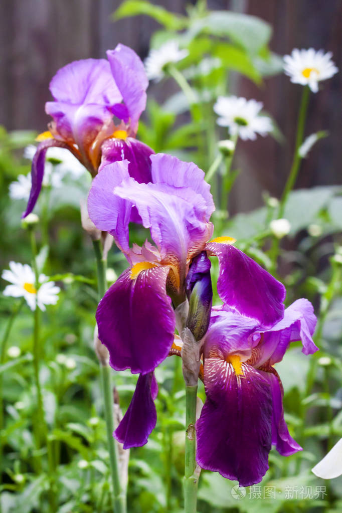 绿色花园背景下的草原鸢尾花特写