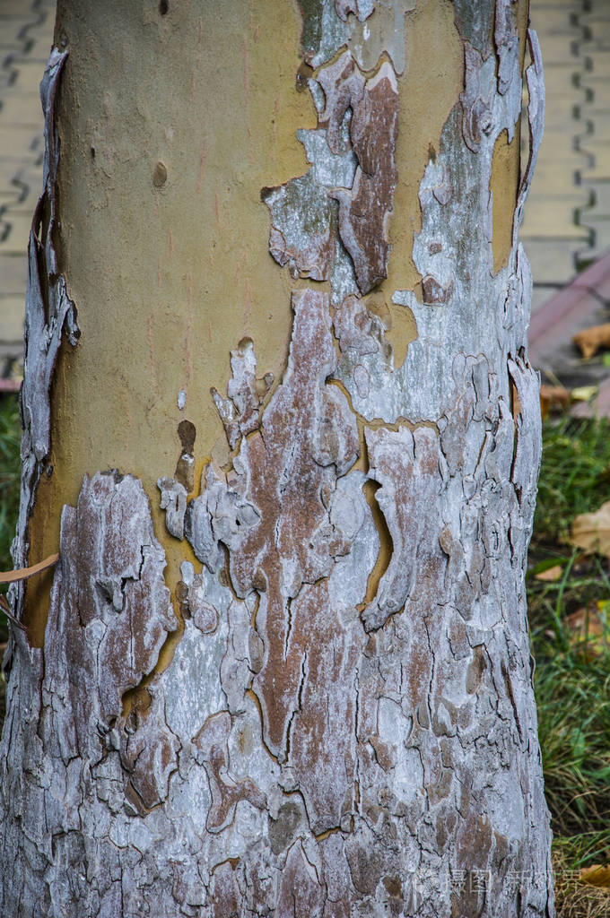 平面树的纹理不同的颜色和色调黄色绿色蓝色棕色和灰色树干的背景