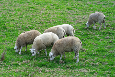 草地上的绵羊。 一群羊在田野里放牧。