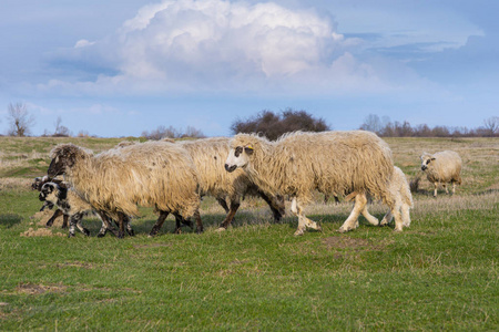 春天绿茵草地上的一群羊