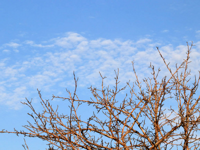 干燥木树枝图片