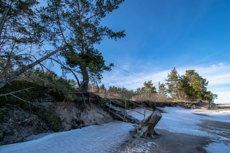 冰封的湖岸在冬天，脚步声在雪和冰块之间穿过场景。 旧树