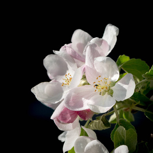 苹果树的一朵花的特写马卢斯卡马达