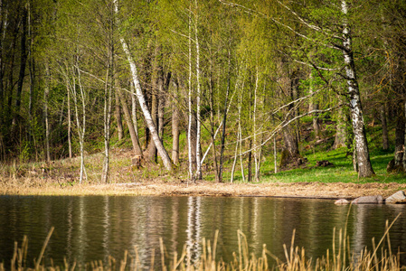 湖岸上有青草和树木，春天乡村景色晴朗